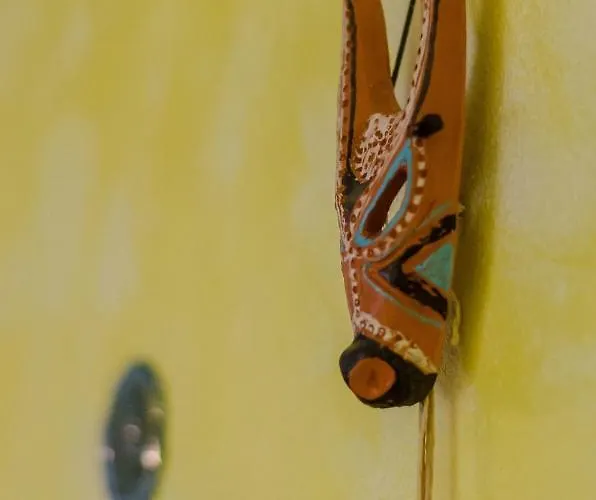 La Pavoncella Tortolì