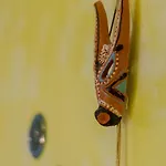 La Pavoncella Tortolì